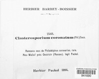 Ellisembia coronata image